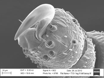 Media type: image; Invertebrate Zoology 131275
